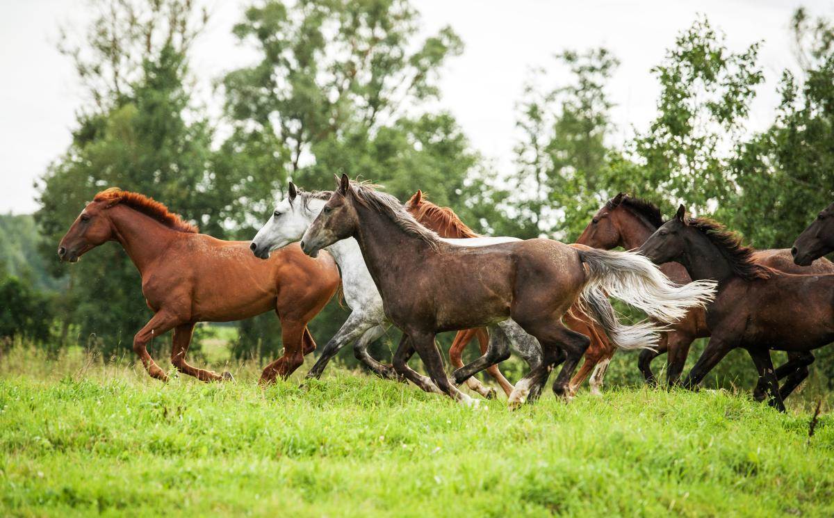 Na hipodromu u Kragujevcu uginulo pet konja zbog trovanja hranom: Veterinari se bore za život još 10 životinja