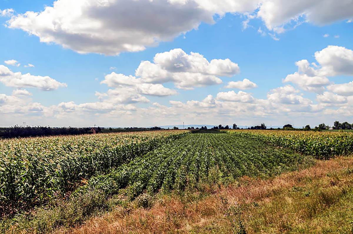 Piroćanac se vratio na dedovinu i pokrenuo unosan biznis: Uspeh zagarantovan, a zarada odlična uz malo truda Piroćanac se vratio na dedovinu i pokrenuo unosan biznis: Uspeh zagarantovan, a zarada odlična uz malo truda