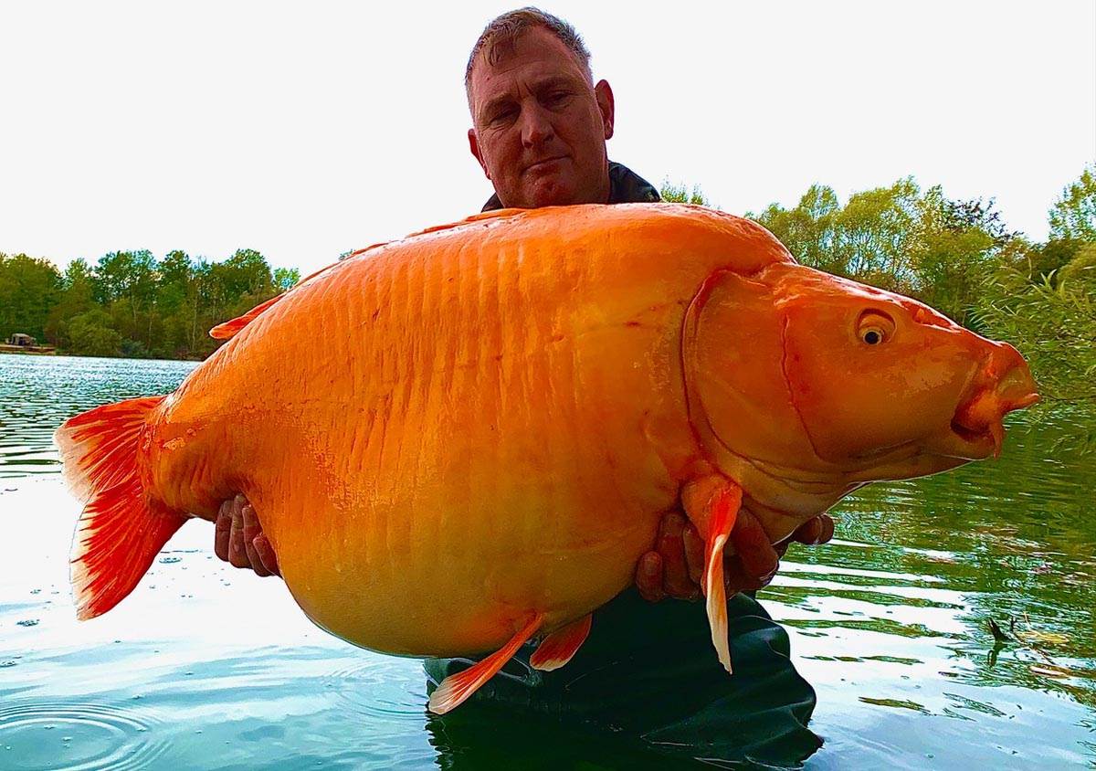 Upecao zlatnu ribicu tešku 30 kilograma | Mondo