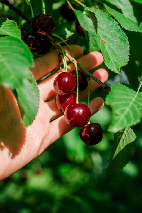 Holandija Povukla Sa Tržišta Višnje Iz Srbije | Mondo