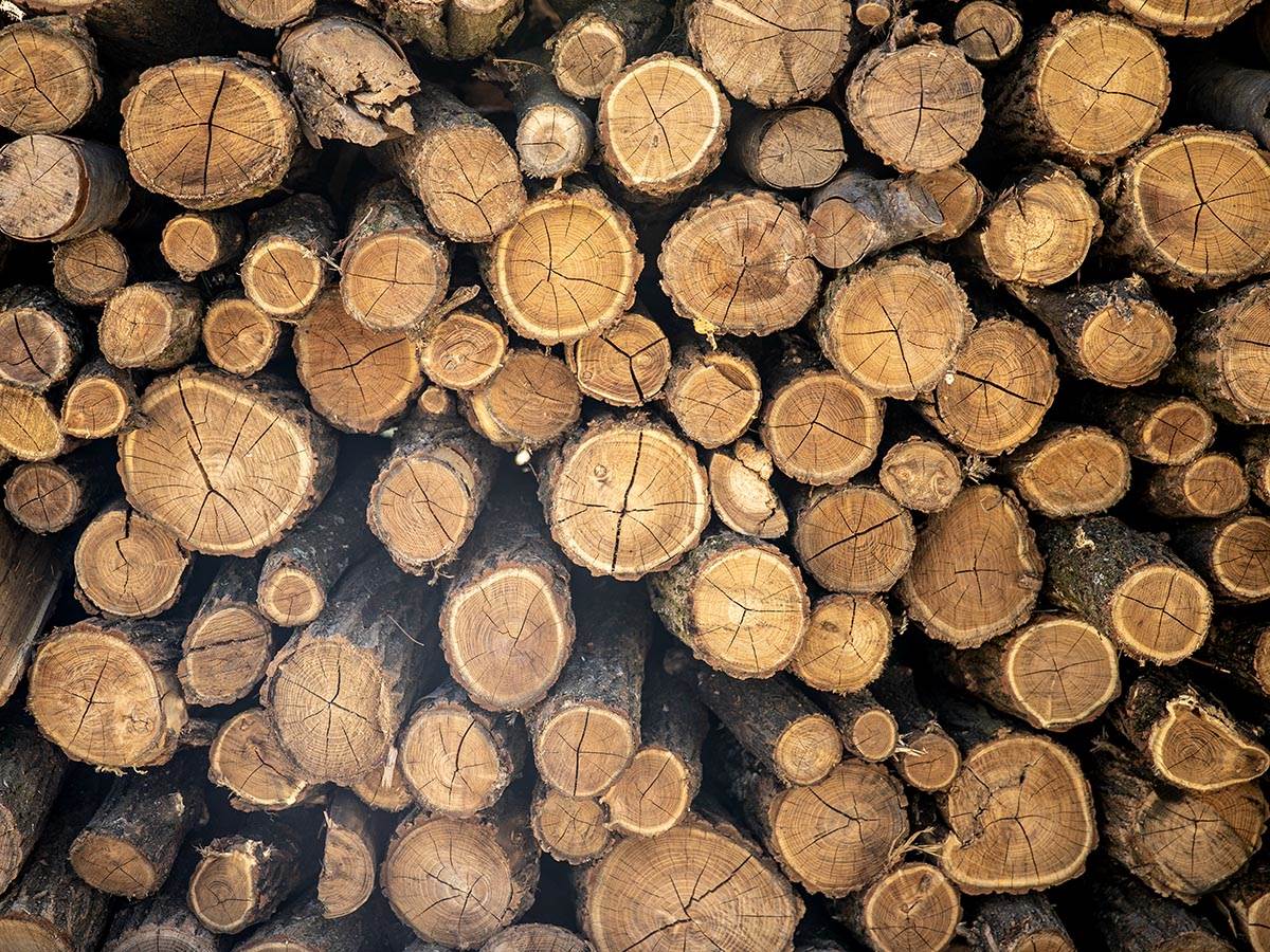 Najbolje greje, a mnogi ga izbegavaju: Ova vrsta ogrevnog drveta ima najveću gustinu i najduže gori Najbolje greje, a mnogi ga izbegavaju: Ova vrsta ogrevnog drveta ima najveću gustinu i najduže gori