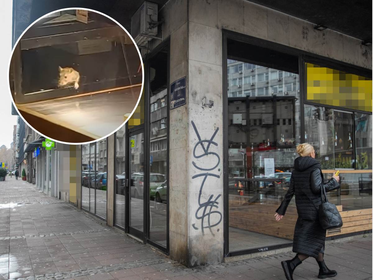 Da li su se pacovi u pekari u Kosovskoj ulici u Beogradu pojavili zbog ...