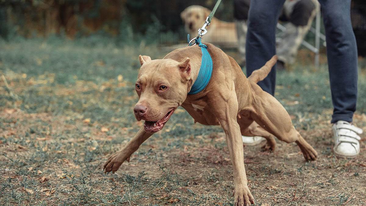 Pitbul upucao vlasnika: Bizaran slučaj, policija jedno nikako ne može da razume u istrazi