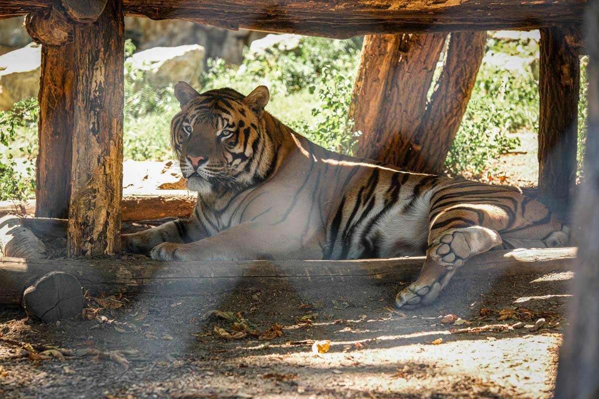 (Uznemirujući video) Tigar napao ženu u zoo vrtu! Vrata su se otvorila, zver zarila kandže i počela da kida