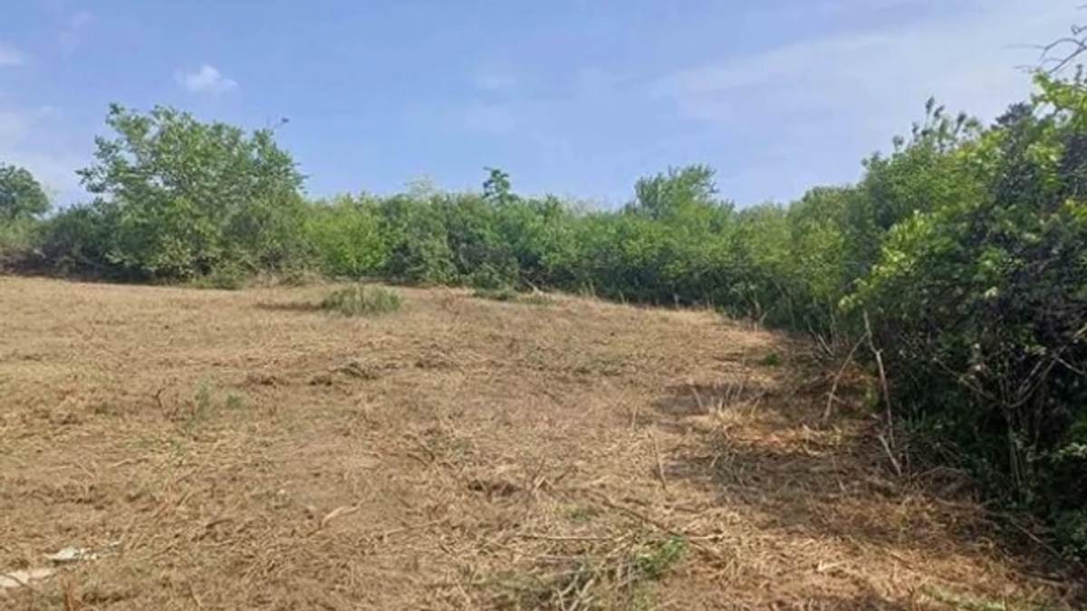 Dražen prodaje plac pored Dunava za 8.000 evra! U blizini je poznate vinarije i Ima 7 ari Dražen prodaje plac pored Dunava za 8.000 evra! U blizini je poznate vinarije i Ima 7 ari