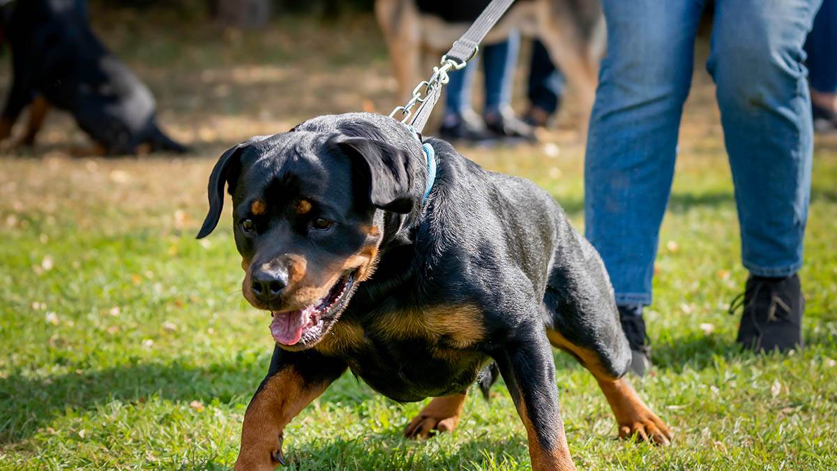 8 rasa pasa koje nose ime po mestima | Mondo