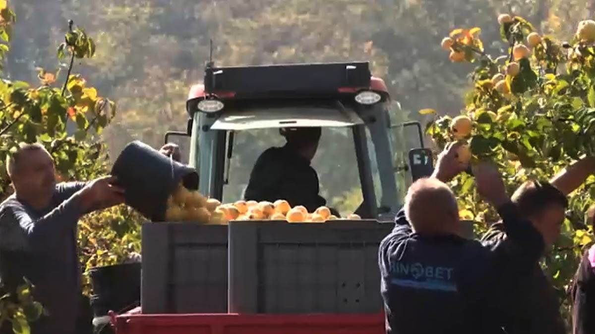 Na 33 hektara zasadio 21.520 stabala: On je najveći dunjar na Balkanu, rod izuzetnog kvaliteta Na 33 hektara zasadio 21.520 stabala: On je najveći dunjar na Balkanu, rod izuzetnog kvaliteta