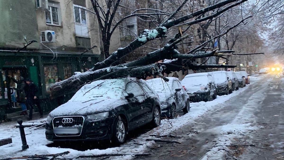 Kako da naplatite štetu ako vam stablo uništi auto? Bitno da prvo uradite jednu stvar, evo kome da se obratite