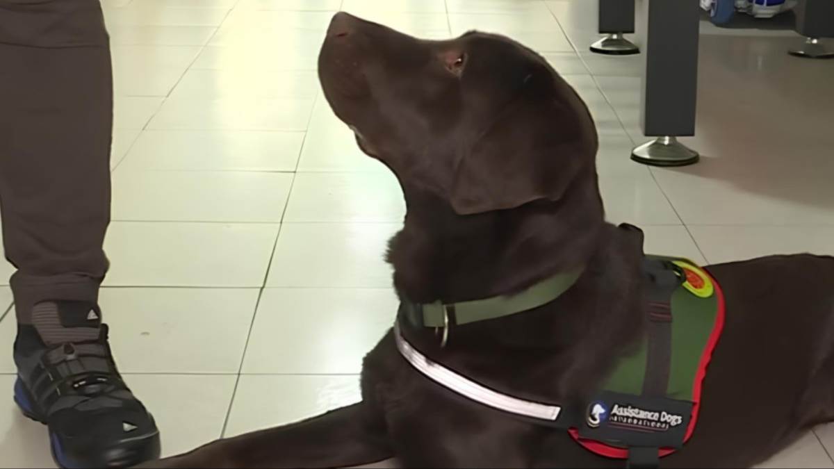 Labrador Moko ide u osnovnu školu u Beogradu: Ravnopravan je sa đacima, a razlog zbog kog je tu će vas raznežiti