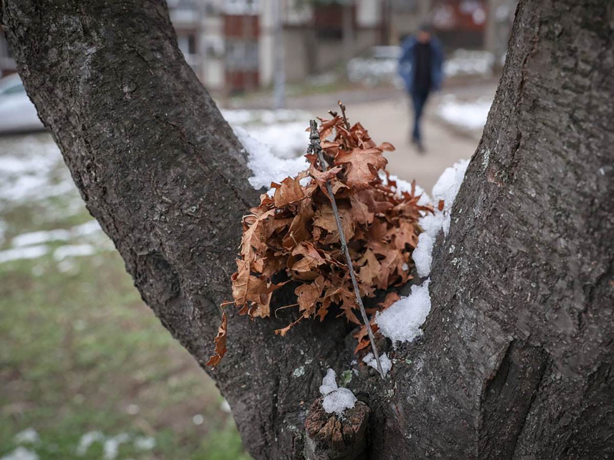 Zašto se uopšte kaže "Badnjak"? Malo ko zna kako je nastala ova reč