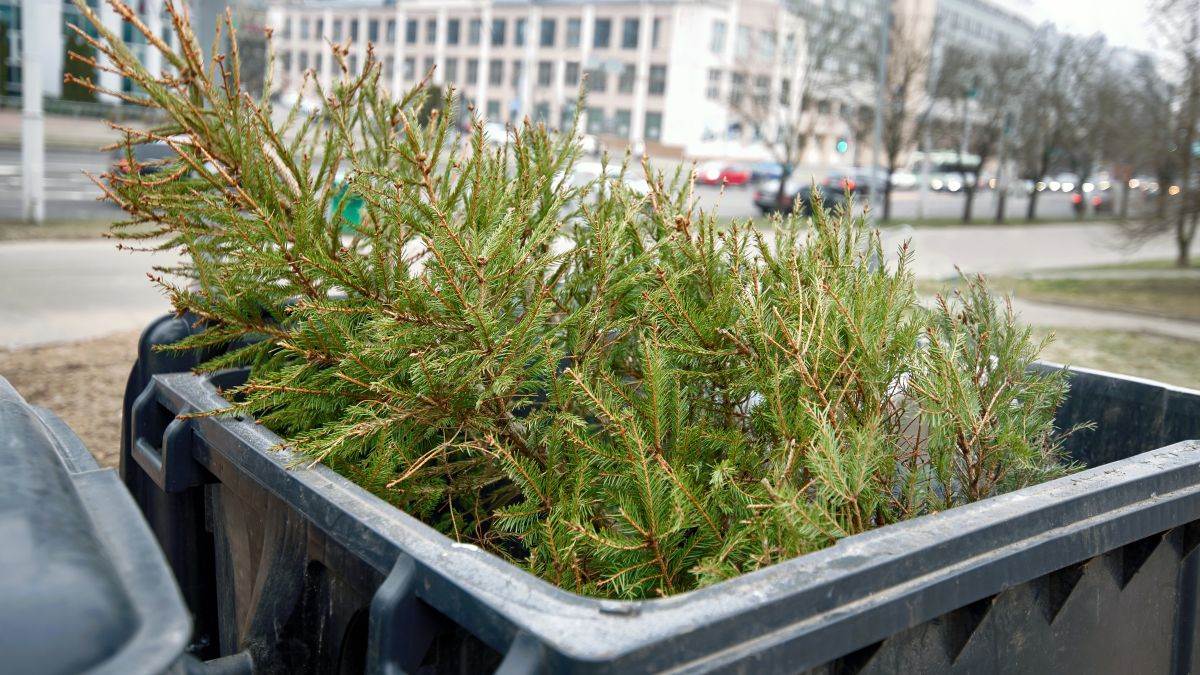 "Pojedi svoju jelku umesto da je baciš": Kontroverzna akcija u evropskoj zemlji, ne pokušavajte