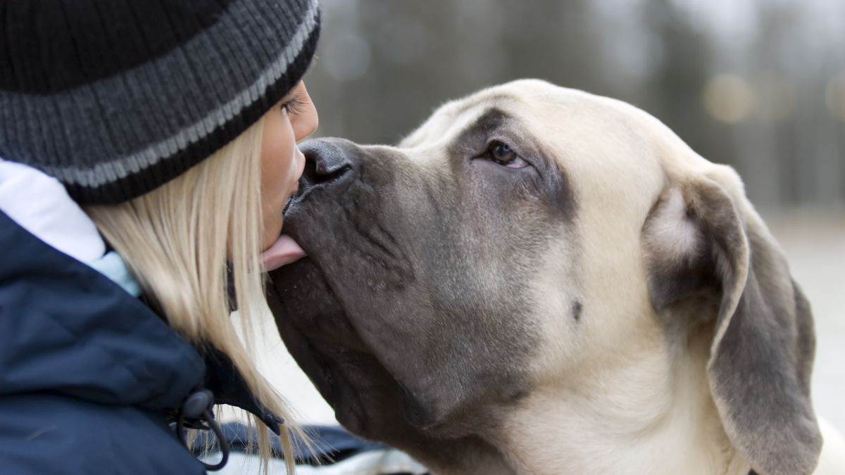 Veterinari izdali hitno upozorenje: Odmah prestanite da ljubite pse, opasno je!