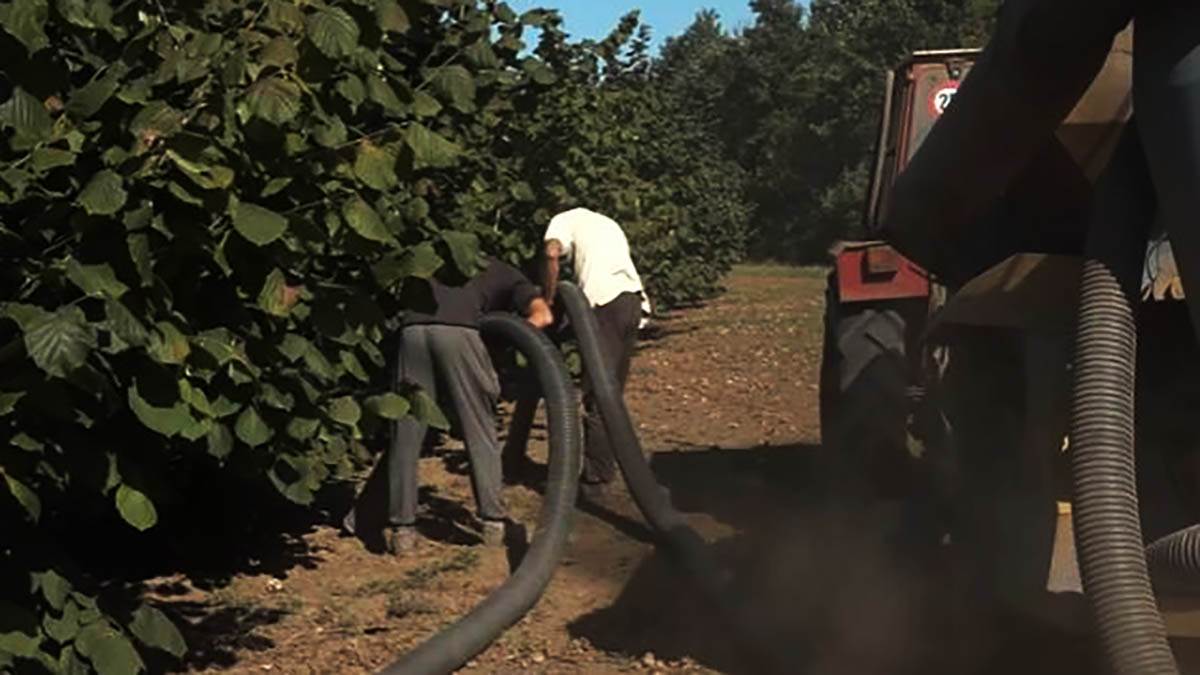 Debelo se naplaćuje: U Srbiji čuveni proizvođač slatkiša garantuje dobru cenu ove biljke