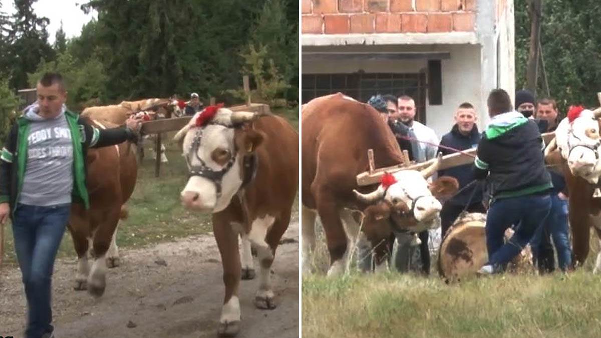 Miloš je inženjer, a radi kao rabadžija: Završio visoke škole i ne stidi se da u šumi bude sa volovima