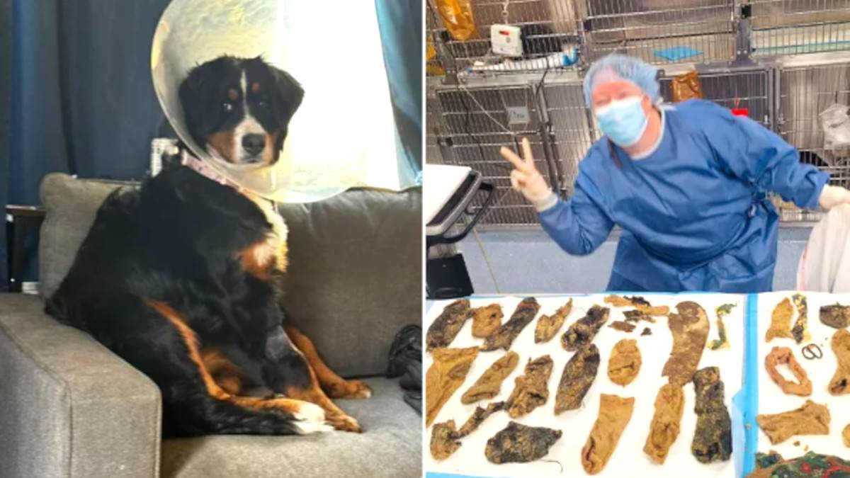 Pas pojeo 24 čarape, kombinezon i gumice za kosu: Veterinari se krstili kad su pogledali rendgen snimak