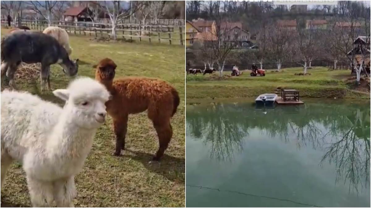 Ranč u Valjevu sa alpakama na sat vremena od Beograda | Mondo