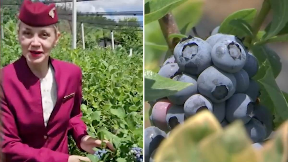 Dvospratni Erbas zamenila traktorom, a svu ušteđevinu uložila u biznis: Stjuardesa Ivana za kilogram uzme 1.000 dinara Dvospratni Erbas zamenila traktorom, a svu ušteđevinu uložila u biznis: Stjuardesa Ivana za kilogram uzme 1.000 dinara