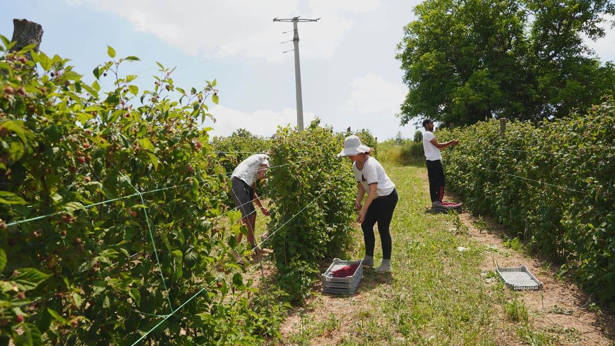 "Cena od 400 dinara je katastrofalna": Malinari besni, tvrde da ništa ne zarađuju, evo koliko traže
