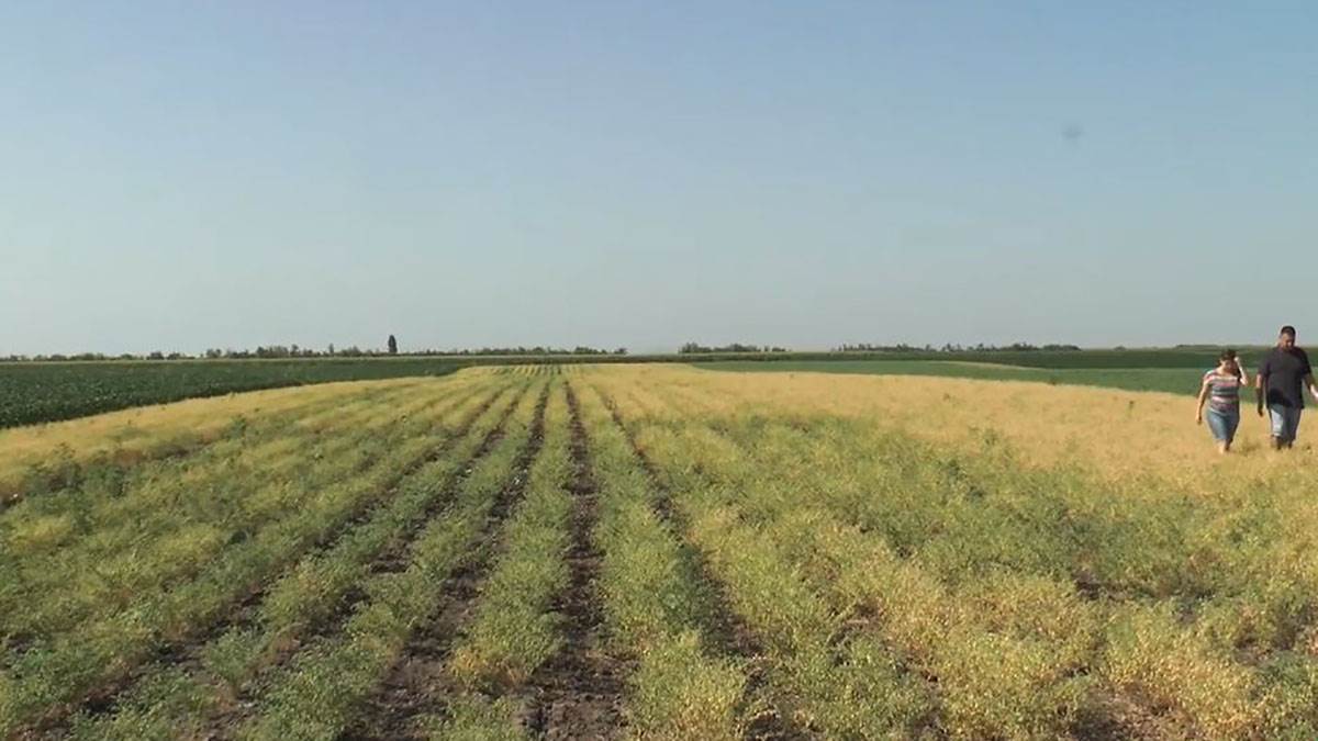 Velika zarada, a nema mnogo ulaganja: Ova biljka se seje od severa do juga naše zemlje, dosta se i izvozi Velika zarada, a nema mnogo ulaganja: Ova biljka se seje od severa do juga naše zemlje, dosta se i izvozi