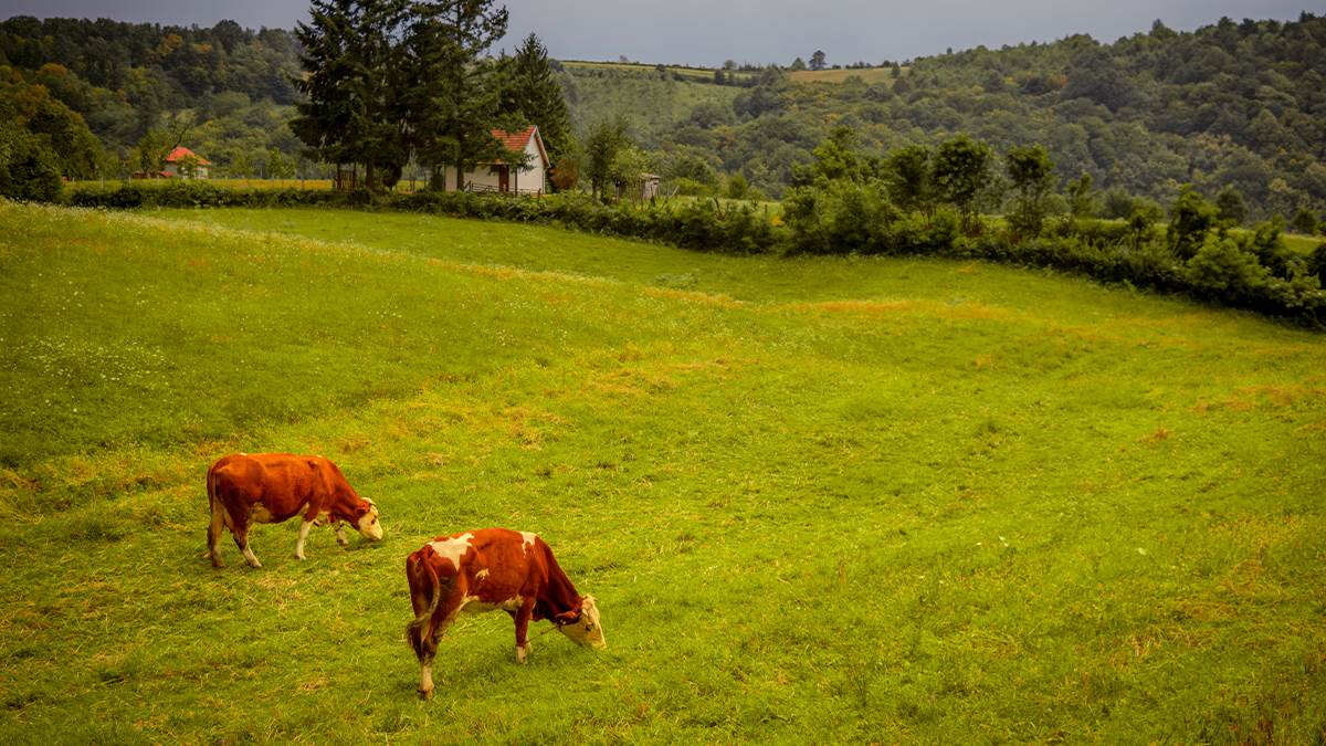 Država daje po 20.000 dinara: Rok za prijavu do 30. septembra, evo ko može da dobije subvencije