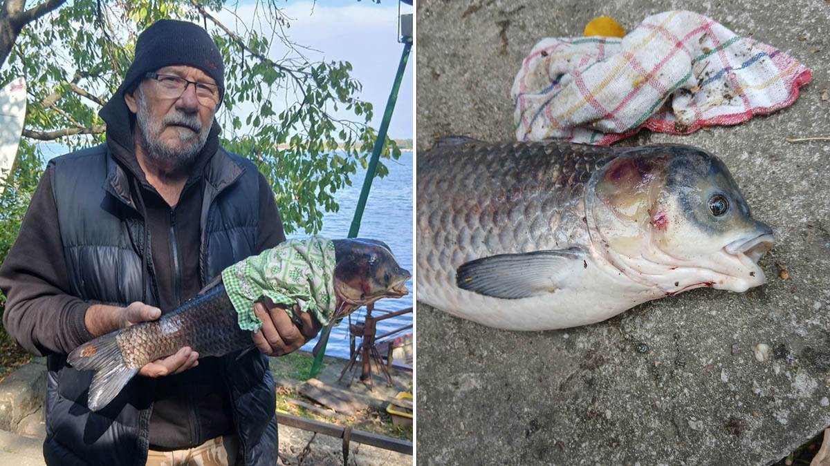 Riba mutant ulovljena na Dunavu kod Negotina | Mondo