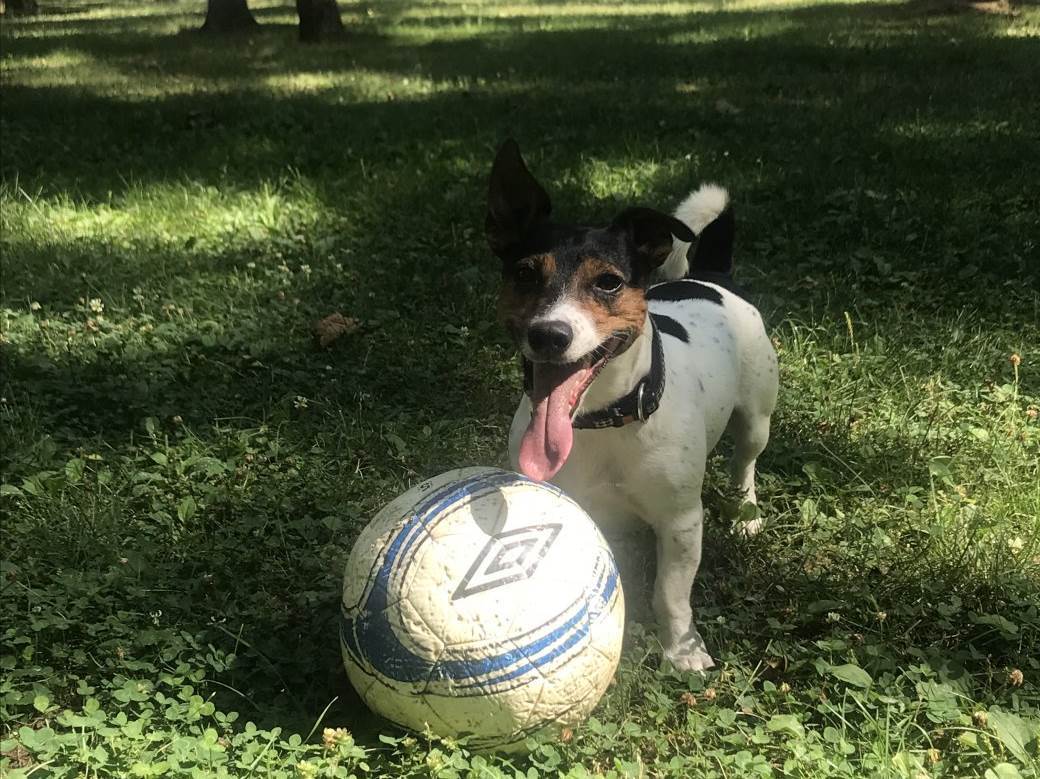 Kako dresirati psa | Mondo