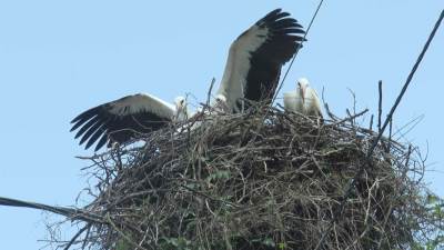 Gnezdo svio čak 61 par: Grad u Srbiji je dom najveće urbane kolonije roda u ovom delu Evrope