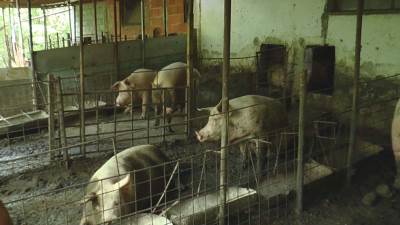 Državni vrh zaseda zbog afričke kuge svinja: Virus potvrđen na 496 gazdinstava, eutanazirano više od 10.500 životinja