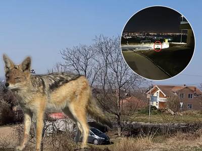 "Prenose mnoge bolesti": Divlje zveri primećene u Beogradskim opštinama, lovac otkriva kako se braniti