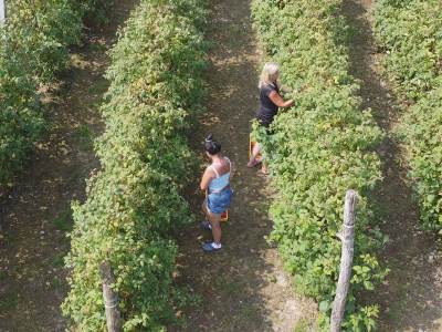 Voćari u panici pred berbu: Virus veća pretnja od cena, prošle godine proizvodnja rekordno pala