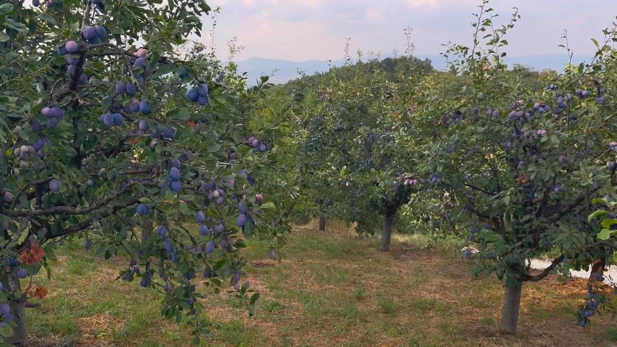 Rakija iz Šumadije stigla do Amerike, Kine i Skandinavije: Porodica Aleksić od zaboravljenih sorti stvorila imperiju