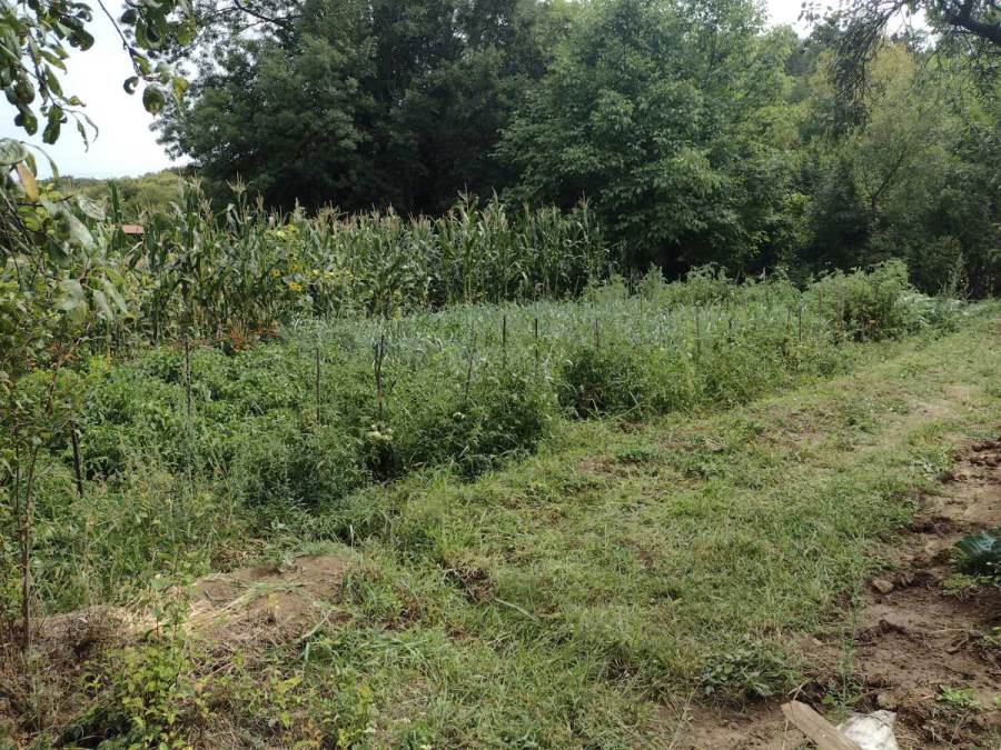 Cene poljoprivrednog zemljišta u Srbiji rastu: Novi Sad rekorder sa 81.475€ po hektaru, evo kako stoji Beograd