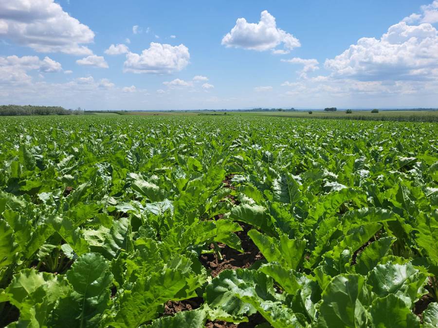 Sunoko ove godine planira proizvodnju 170.000 tona šećera