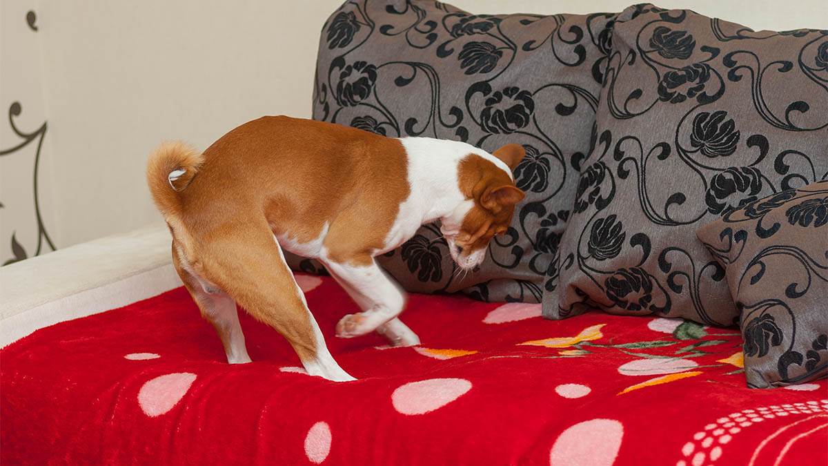 Zašto pas kopa po krevetu? Obavezan ritual vašeg ljubimca može da vam otkrije problem