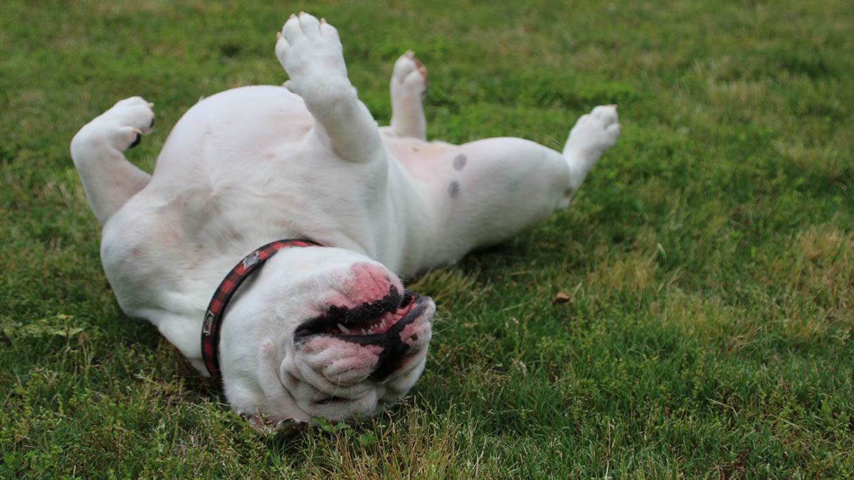 Zašto se psi valjaju u travi? Nema veze sa svrabom, mnogi vlasnici ne znaju da ljubimac šalje i upozorenje