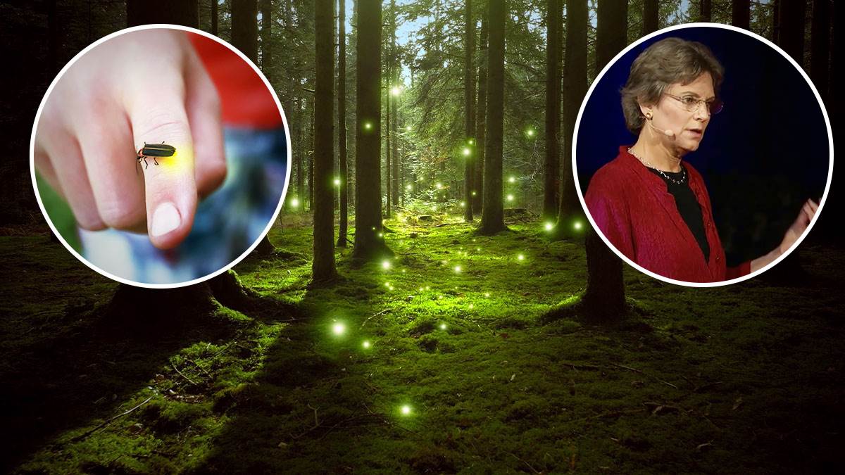 Ugledna naučnica za Mondo o sudbini svitaca: Da li smo poslednja generacija koja ih vidi?