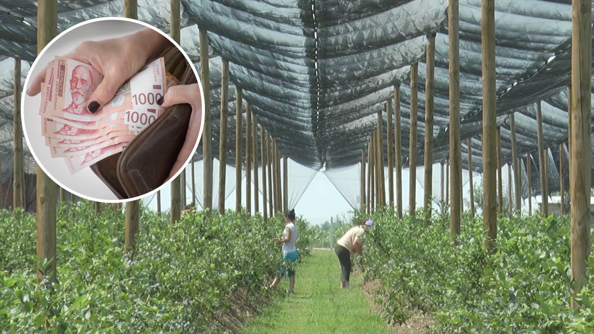 Novi biznis cveta u Srbiji: Uzimaju do 1.500 dinara po radniku, a ni ne uđu u voćnjak