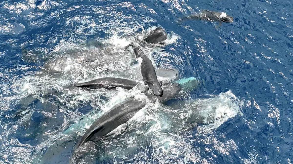 Prvi put u istoriji snimljen porođaj kita: Jedna stvar šokirala sve naučnike - ove životinje imaju "babice" (Video)