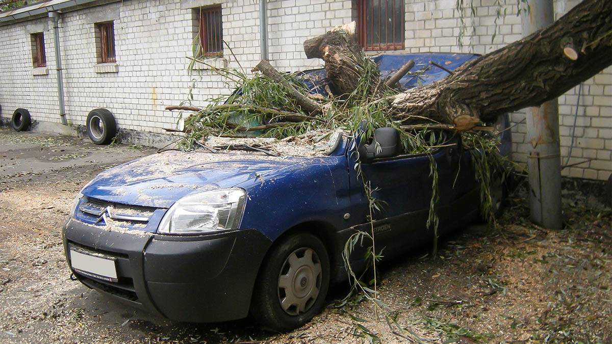 Ne parkirajte ispod ovog drveća: U slučaju nevremena, stabla će vam demolirati auto