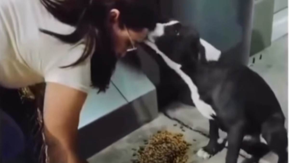 Žena nahranila ulične pse, evo kako joj se jedan zahvalio: Dobila poklon koji nije očekivala, snimak raznežio sve