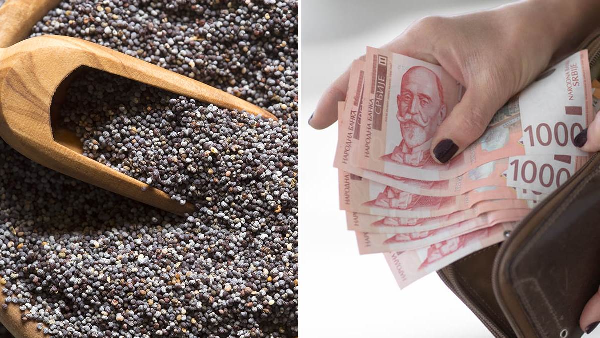 Uzgoj ove biljke bravi ozbiljan biznis uz minimalna ulaganja: Ovi faktori odlučuju o uspehu