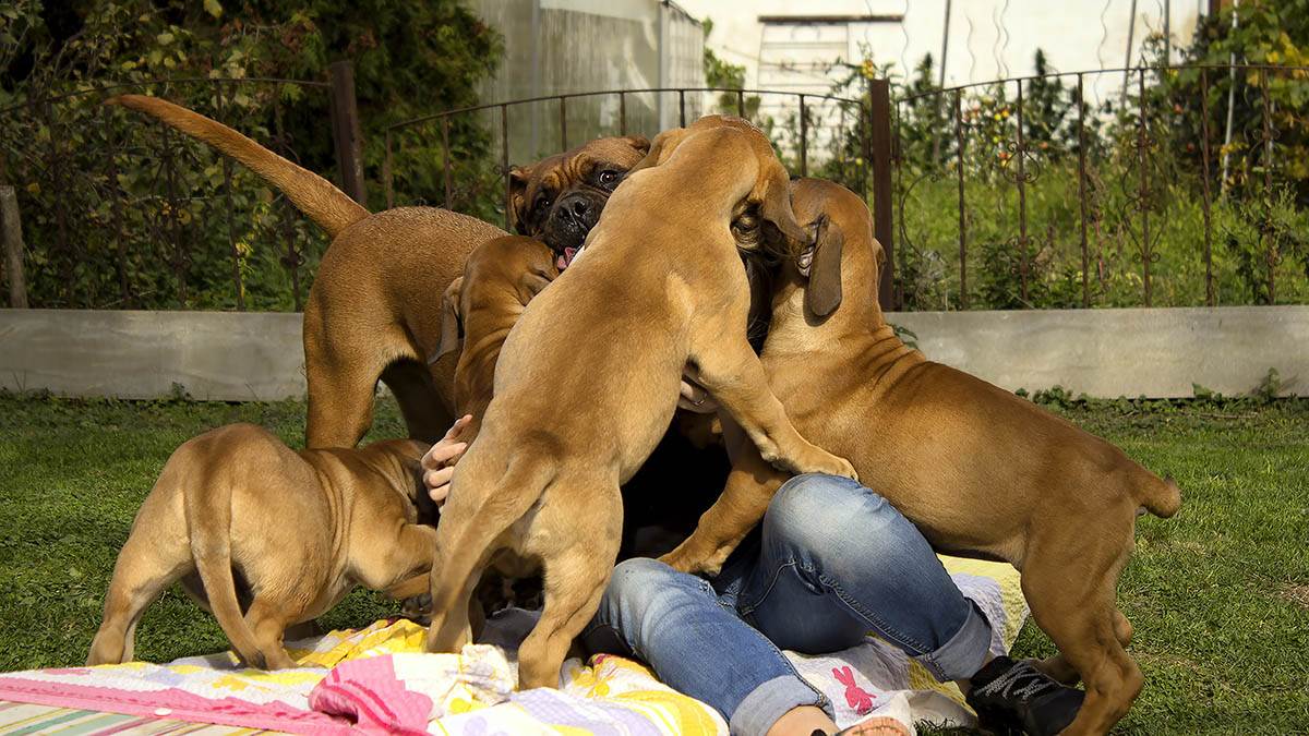 Ovo je jedna od najmoćnijih rasa psa: Čuva porodicu kao lav i ne odustaje pred bilo kojom pretnjom