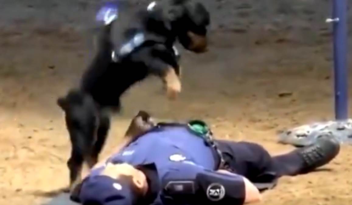Pas Pončo dotrčao do policajca koji se srušio i krenuo sa reanimacijom: Snimak postao viralan i raspametio sve