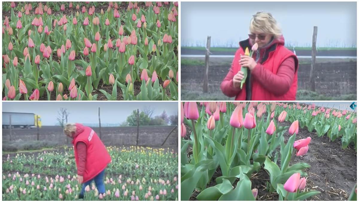 Polje lala usred Vojvodine: Od petka otvoreno za posetioce, cveće po akcijskoj ceni