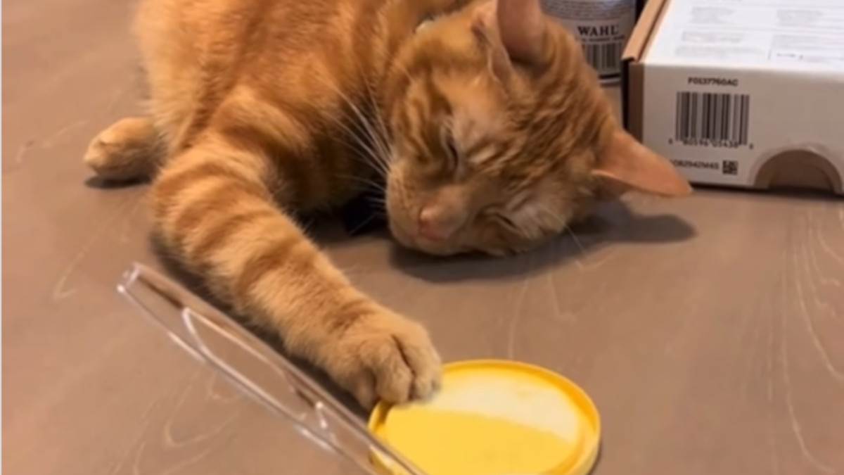 Glumi da spava, a šapom približava puding mic po mic: Maca "glumom" oduševila sve na instagramu