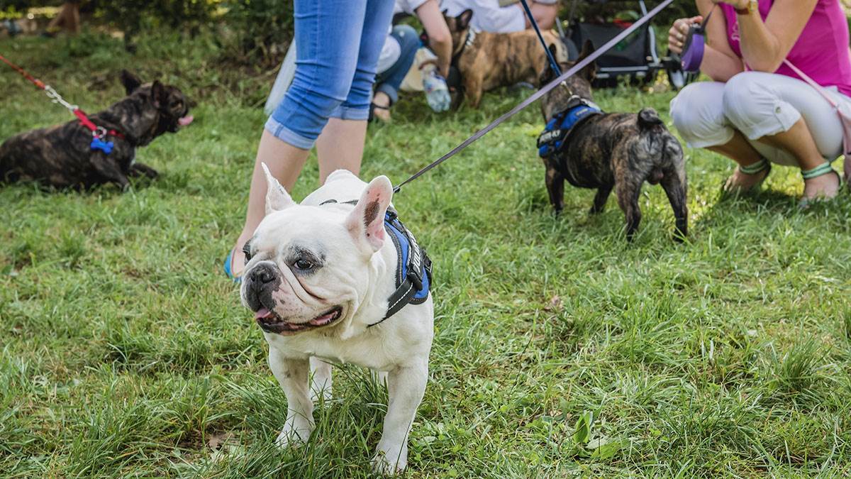 Ovi psi su najteži za dresuru: Profesionalni dreser otkriva zašto su neposlušni, destruktivni i skloni bežanju
