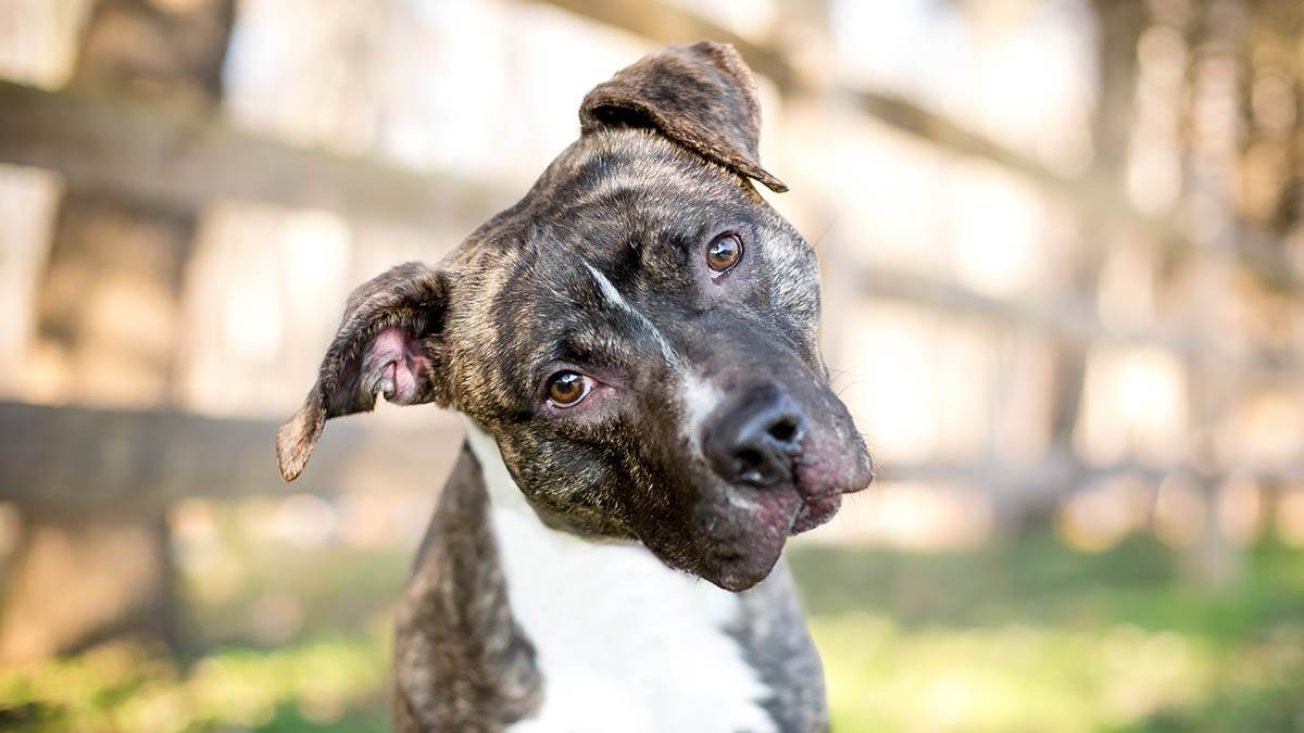 Zašto psi naginju glavu? Nije samo zato što razumeju šta im govorite