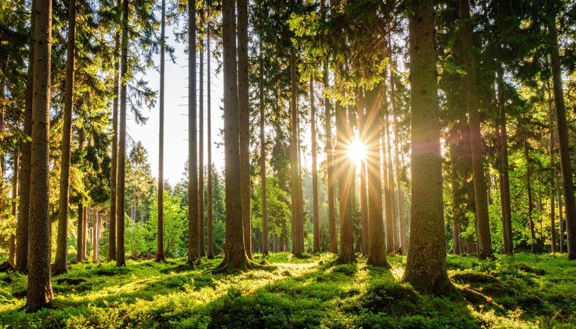 MIKRO ŠUME, VELIKA PROMENA: Kako Miyawaki metoda menja gradove
