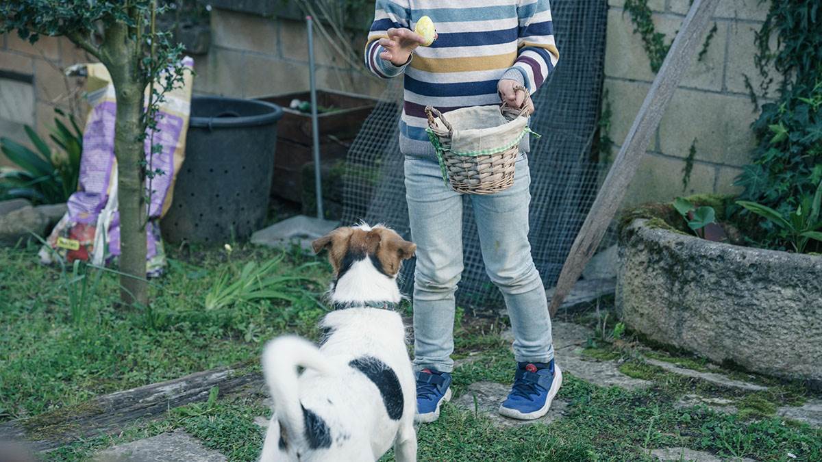 Da li psi smeju da jedu uskršnja jaja? Mnogi vlasnici greše, posebno oni koji imaju štene
