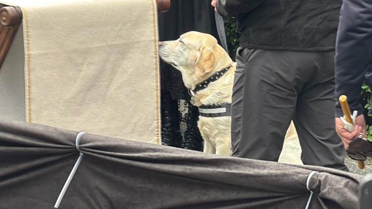 Pas Duška Vujoševića sedi pored kovčega: Potresne scene na sahrani u Beogradu